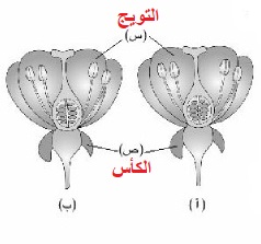 شكل توضيحي للأزهار